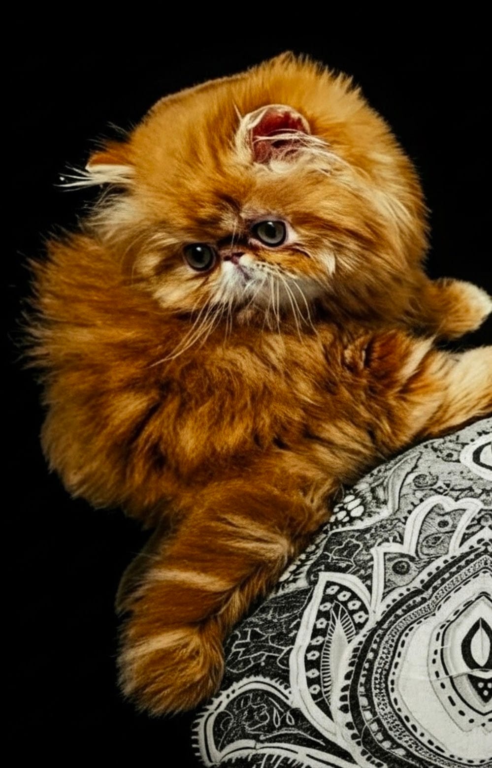 The Boys — Persian cats at Sybil Persians