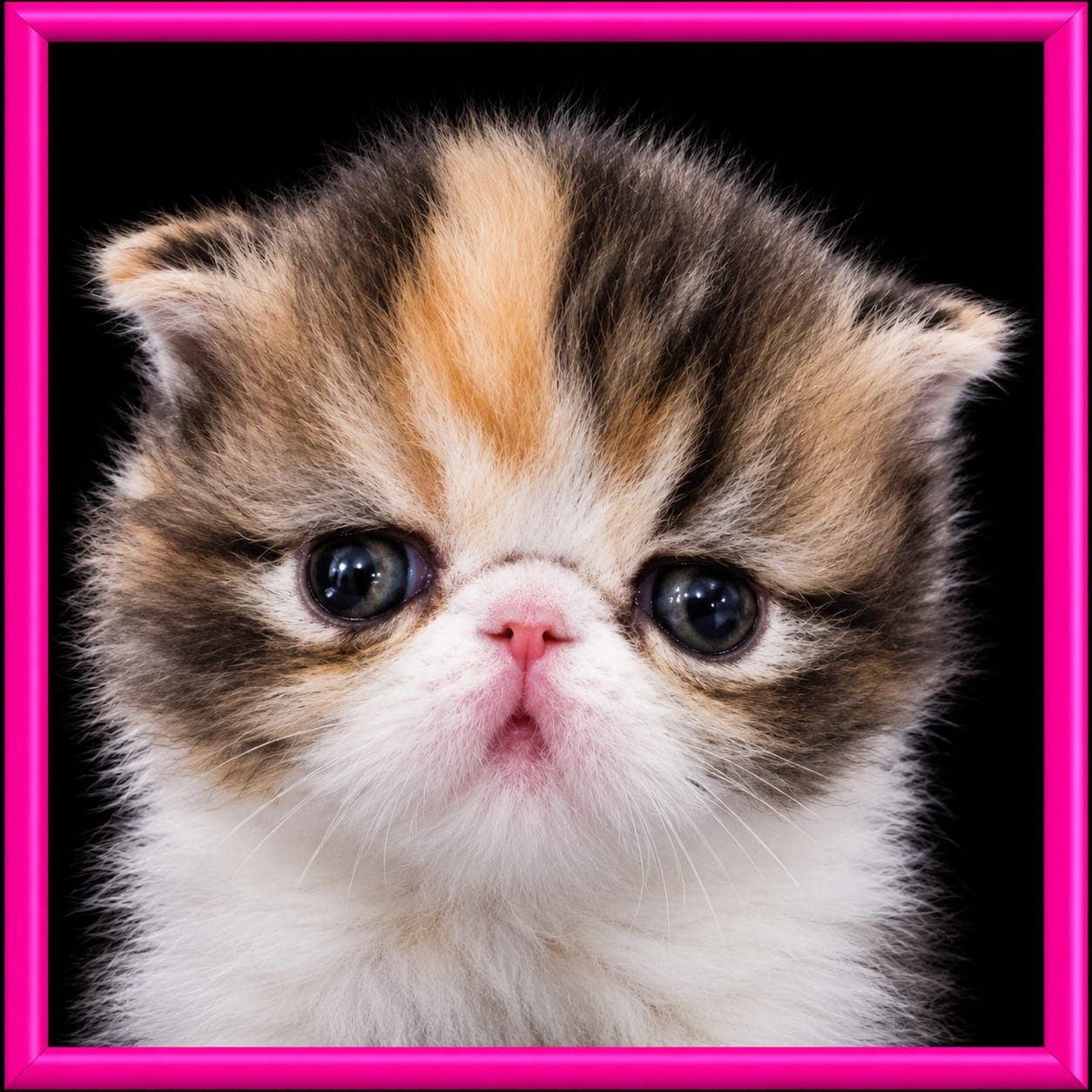 The Girls — Persian cats at Sybil Persians