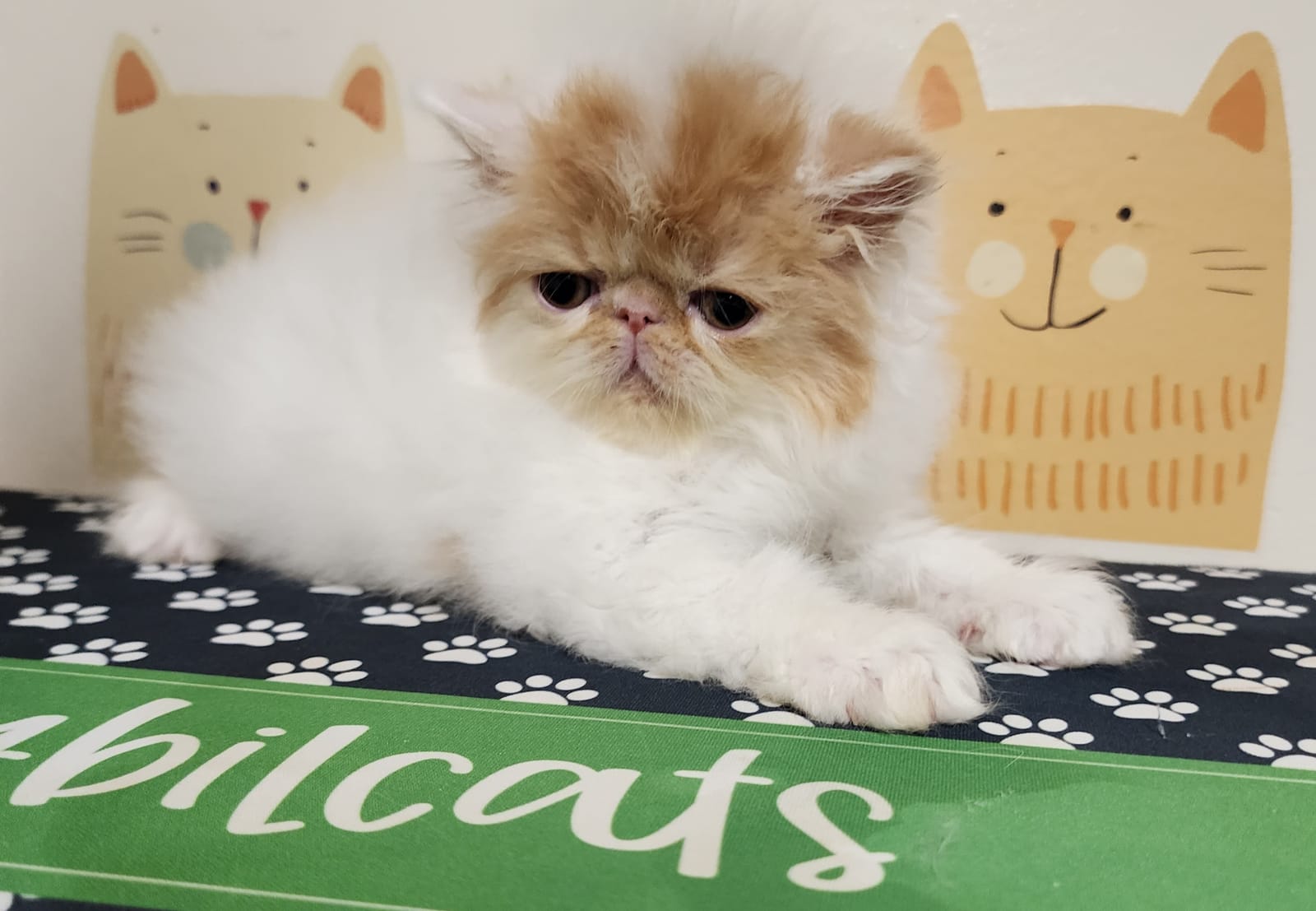 Kittens — Persian cats at Sybil Persians